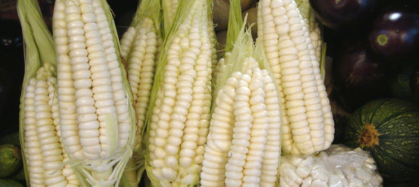 Photo of ears of corn