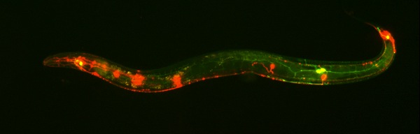 C.elegans