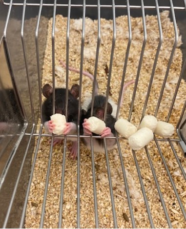 More Cute Rats