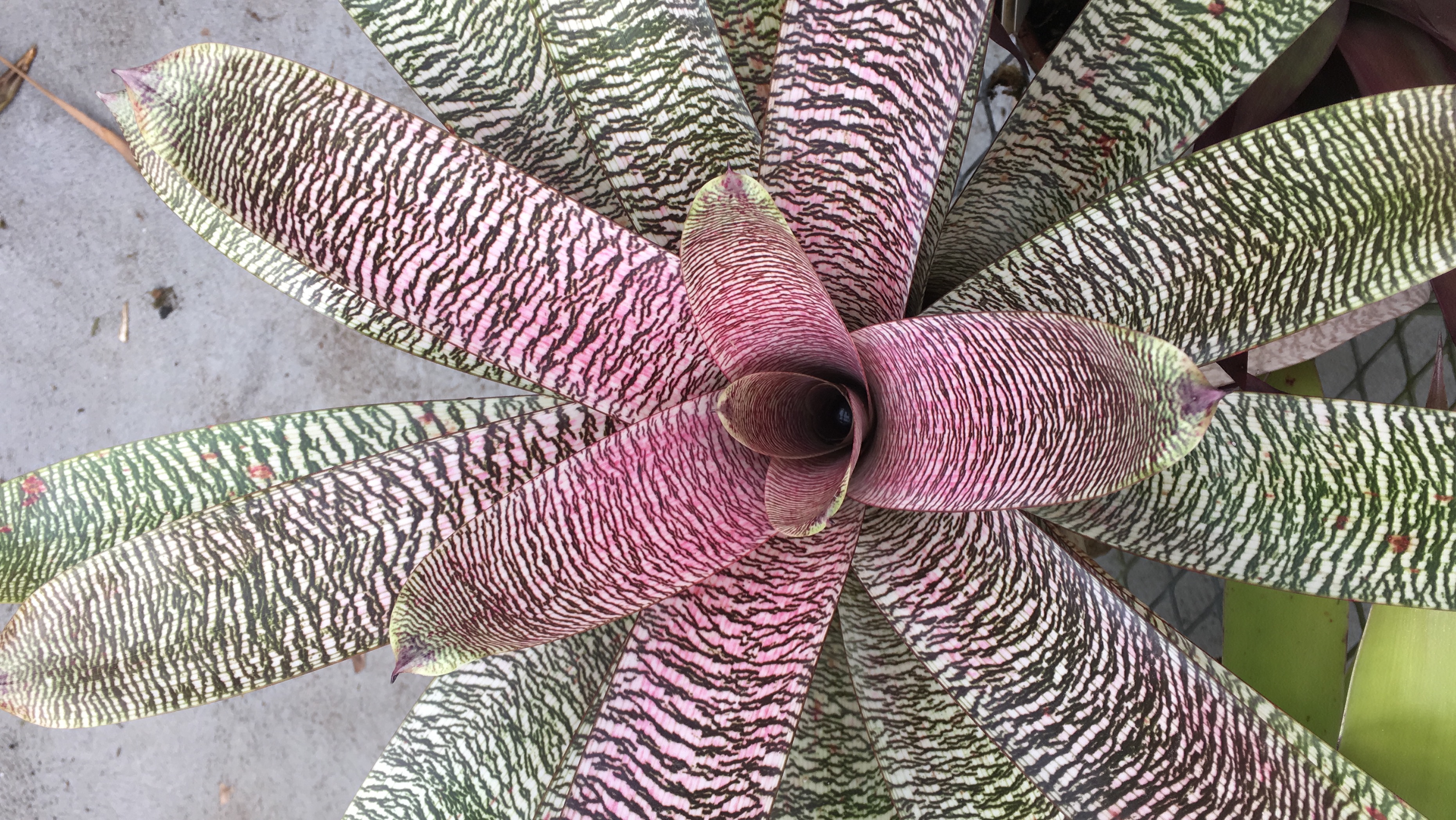 Bromeliad specimen from research with Dr. Rachel Jabaily. <span class="cc-gallery-credit">[Emma Fetterly]</span>