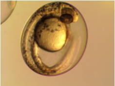 zebrafish embryo