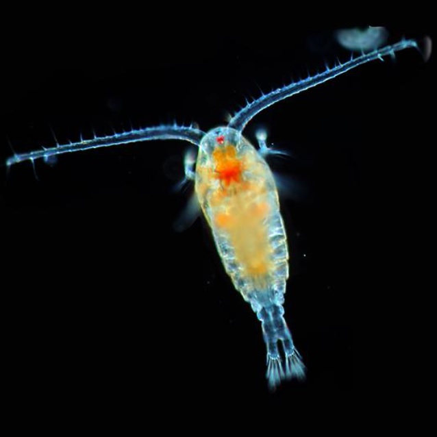 A View of the Colorado State Capital