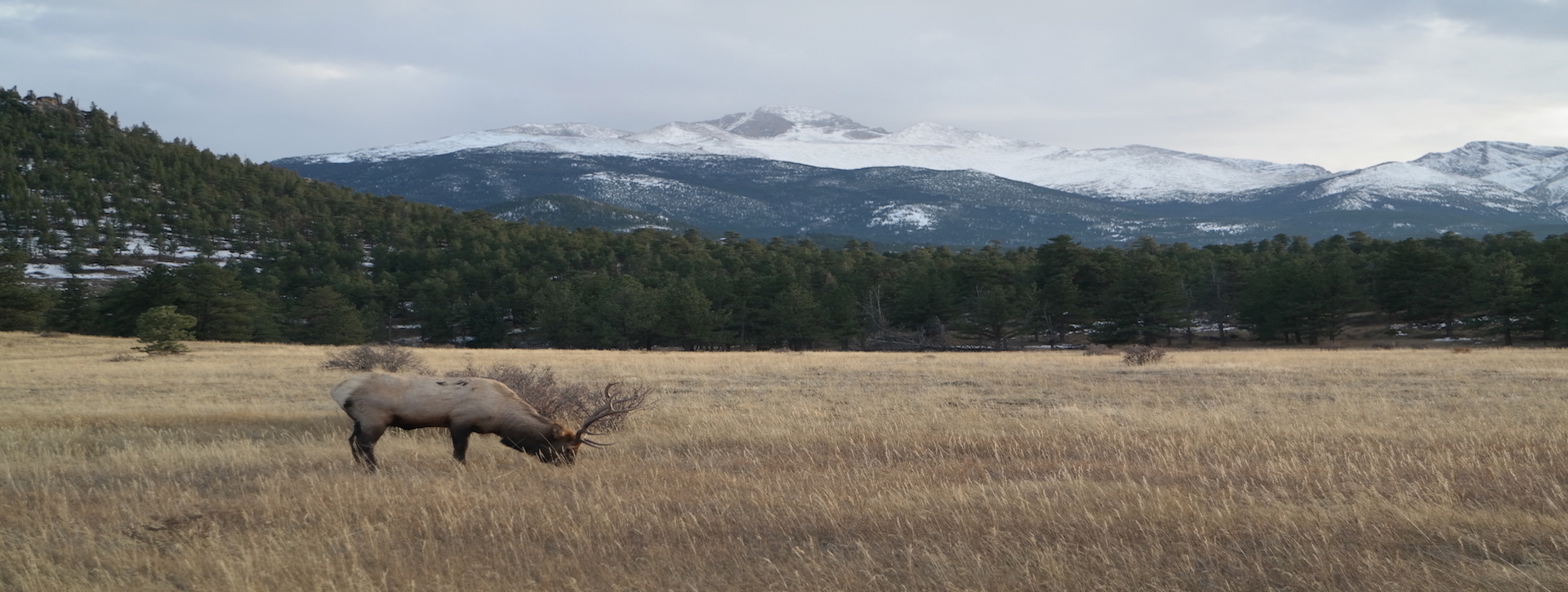 Elk in Rocky Mountain National Park, Colorado Photo by Aiden Yu