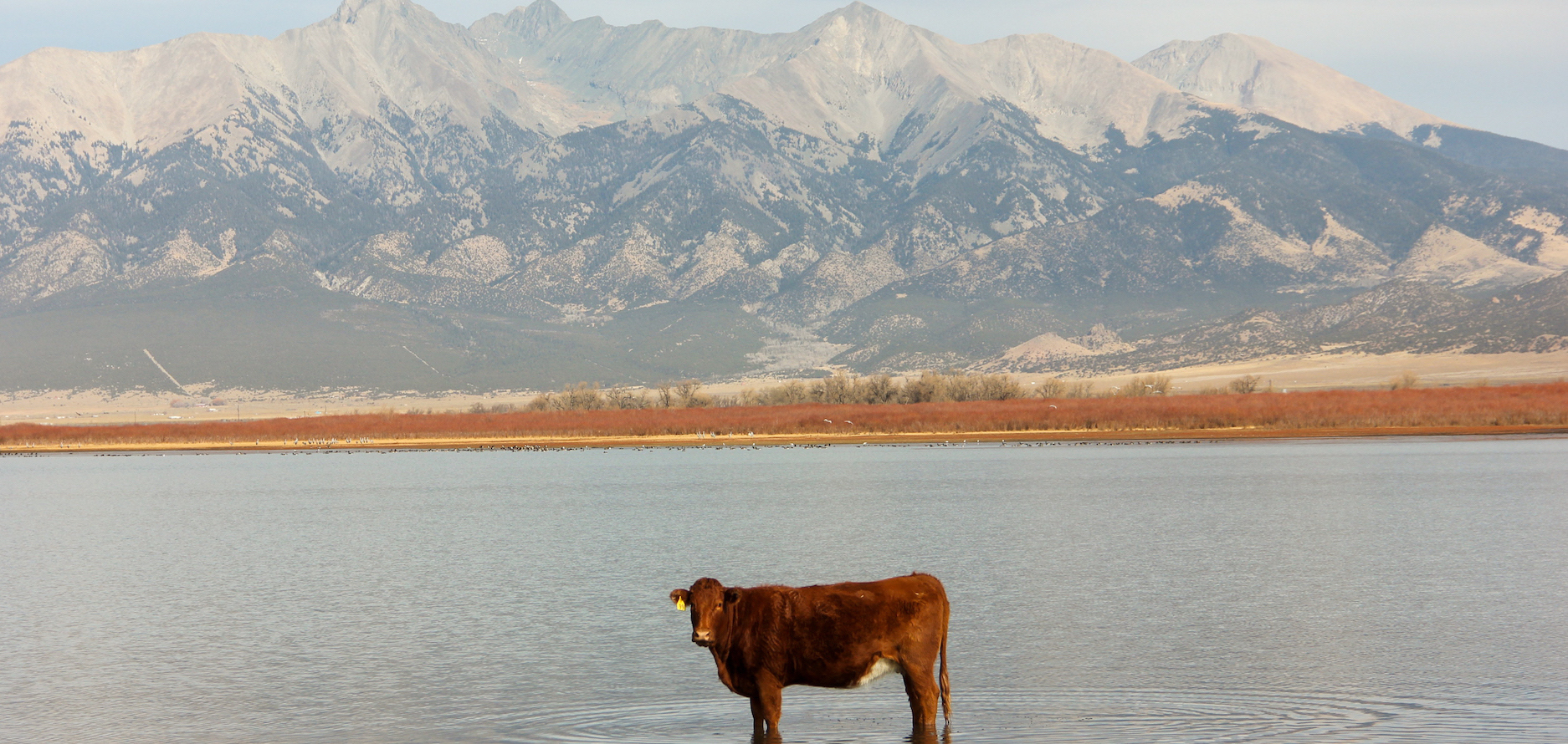 Cow in Reservoir, Spanish Peaks. Photo by Allie Krietman